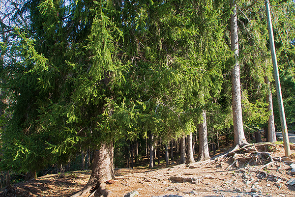 bosco a Prim'Alpe
