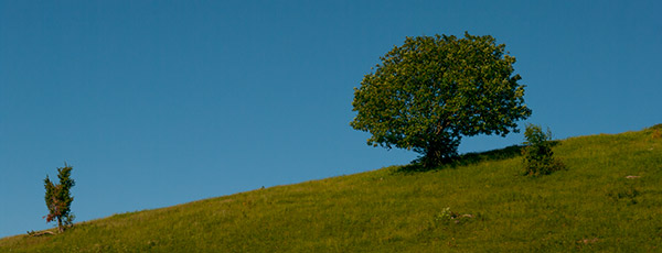 alberi sul crinale