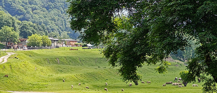 azienda agricola Alpe Megna azienda agricola Alpe Megna