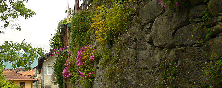 la via S. Maria in Vico la via S. Maria in Vico